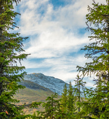 Snowy mountain top glimmering behind pine trees