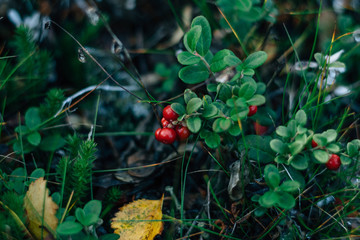 Lingonberries in the forest