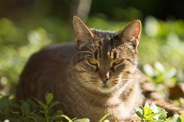 Gato en el campo