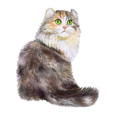Watercolor portrait of American Curl cat with curled back ears isolated on white background. Hand drawn sweet home pet. Bright colors, realistic look. Emerald eyes. Greeting card design. Clip art - 133712218
