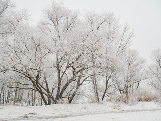 Winter landscape. Trees covered with snow and frost