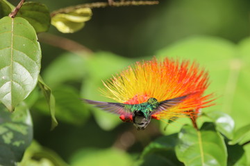 Guyane - Saül Dec 2016 - Colibri 