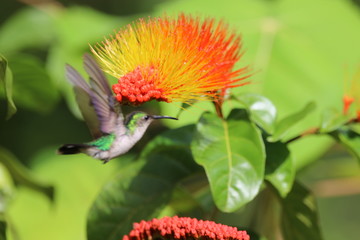 Guyane - Sa&uuml;l Dec 2016 - Colibri 