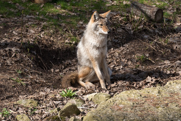 Coyote - Canis latrans - in Winter Coat