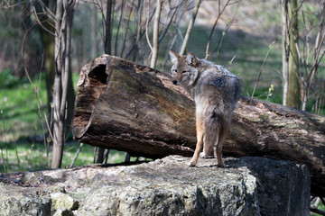 Coyote - Canis latrans - in Winter Coat
