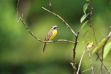 Guyane - Saül Dec 2016 - Colibri 