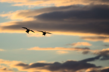 Fototapeta na wymiar Silhouetted Ducks Flying in the Sunset Sky