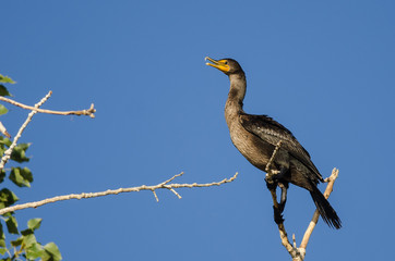 Double-Crested Cormorant Perched High in a Tree