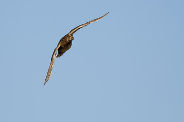Mallard Duck Flying in a Blue Sky