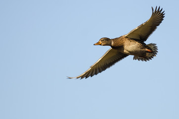 Mallard Duck Flying in a Blue Sky