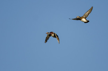 Obraz premium Pair of Wood Ducks Flying in a Blue Sky