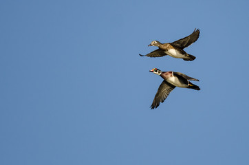 Fototapeta premium Pair of Wood Ducks Flying in a Blue Sky