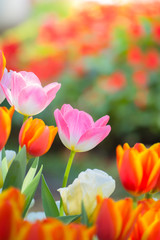 Tulip. Beautiful bouquet of tulips. colorful tulips.