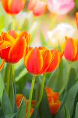 Obraz premium Tulip. Beautiful bouquet of tulips. colorful tulips.