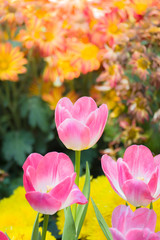 Fototapeta premium Tulip. Beautiful bouquet of tulips. colorful tulips.