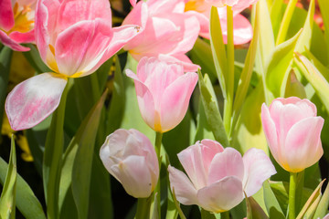Obraz premium Tulip. Beautiful bouquet of tulips. colorful tulips.