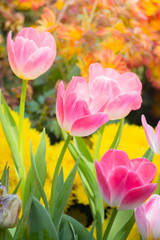 Tulip. Beautiful bouquet of tulips. colorful tulips.