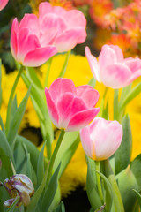 Tulip. Beautiful bouquet of tulips. colorful tulips.