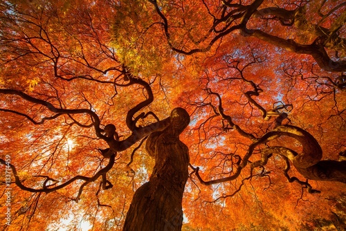 солнце лощина деревья осень скачать