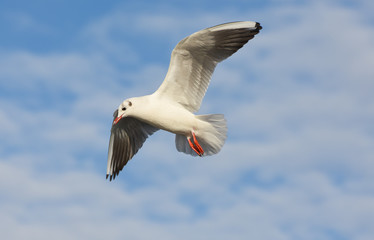 Seagull flying with open wings over blue sky.