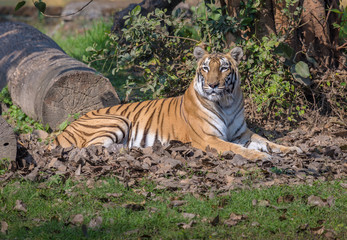 Bengal tiger is definitely one of the most beautiful animals and endangered species in the family of big cats. Photograph taken at a wildlife sanctuary in India.