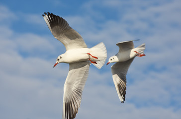 Seagulls flying with open wings over blue sky.