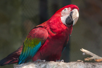 Scarlet macaw bird at a bird sanctuary in India. A large red, green, and blue South American parrot.