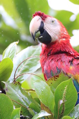 Guyane - Saül - Dec 2016 - Perroquet