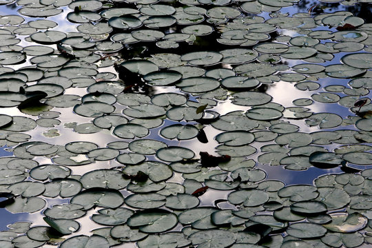 Nénuphars. Les étangs de Corot. Ville d'Avray. / Water lilies. The ponds of Corot. Ville d'Avray.