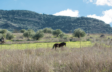 Caballo pastando