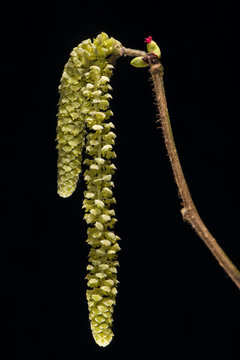 Male catkins and female flower of hazel (Corylus avellana). Winter flowering shrub in family Corylaceae, with small red female flower dwarfed by green catkin