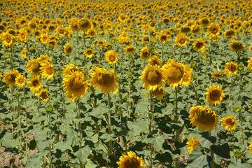 campo de girasoles