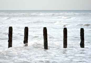 A seagull on a wooden groyne watches the last of the sun