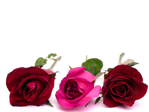 Roses on Valentine's Day , Background.