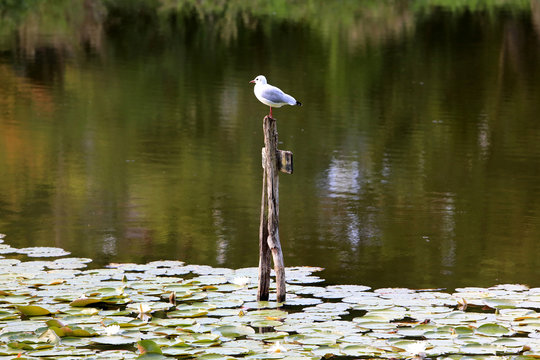 Mouette. Les &eacute;tangs de Corot. Ville d'Avray. / Seagull. The ponds of Corot. Ville d'Avray.