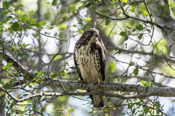 Prairie hawk