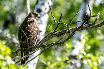 Prairie hawk