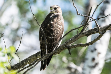 Prairie hawk