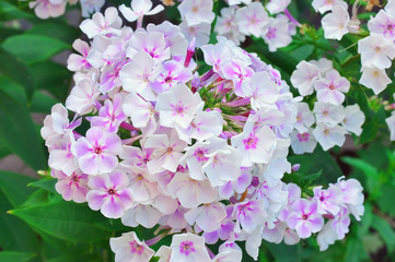 beautiful white flower phlox. Flowers in garden
