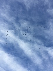 Obraz premium Flock of birds against cloudy skies