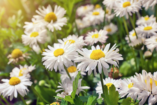 blooming chamomile flowers in spring field