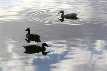 Canards. Les étangs de Corot. Ville d'Avray. / Ducks. The ponds of Corot. Ville d'Avray.