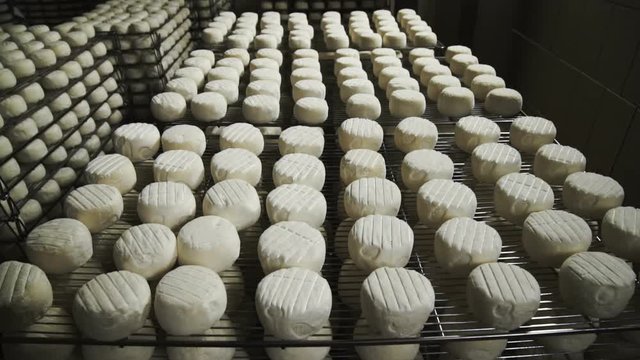 Cheese Manufacture . Heads of Young Cheese with a Mold in the Shelf on a Private Farm 6.