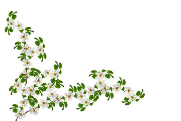 Fototapeta premium Flowering branch of apple isolated on a white background. Spring