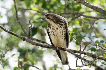 Prairie hawk