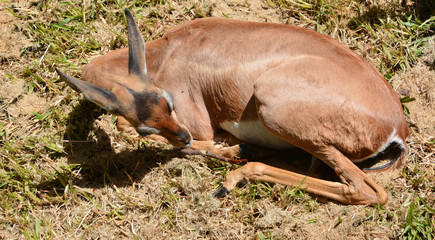 The gerenuk or garanuug also known as the giraffe gazelle, is a long-necked antelope found in the Horn of Africa and the African Great Lakes region.  