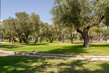 Olive trees in the park, Jerusalem