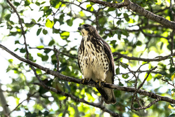 Prairie hawk