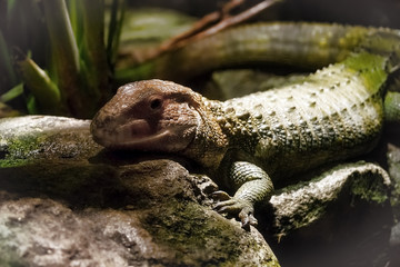 Caiman Lizard crawls on Rocks