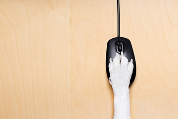click with paw on computer mouse